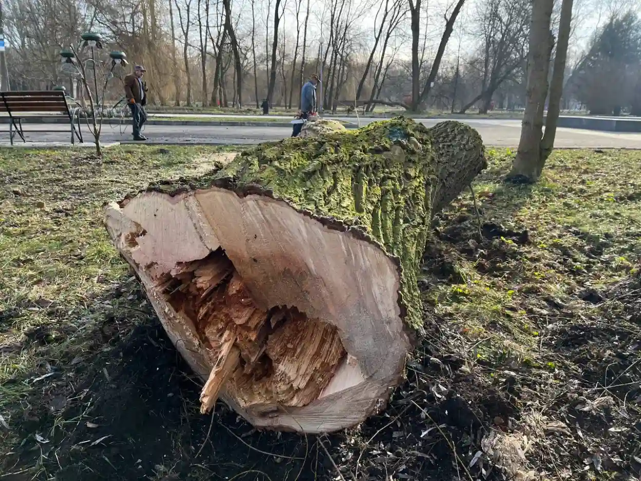 У парку Сопільче видалять аварійні дерева