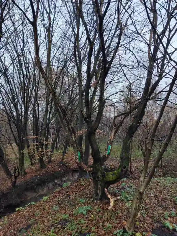 У парку Сопільче видалять аварійні дерева