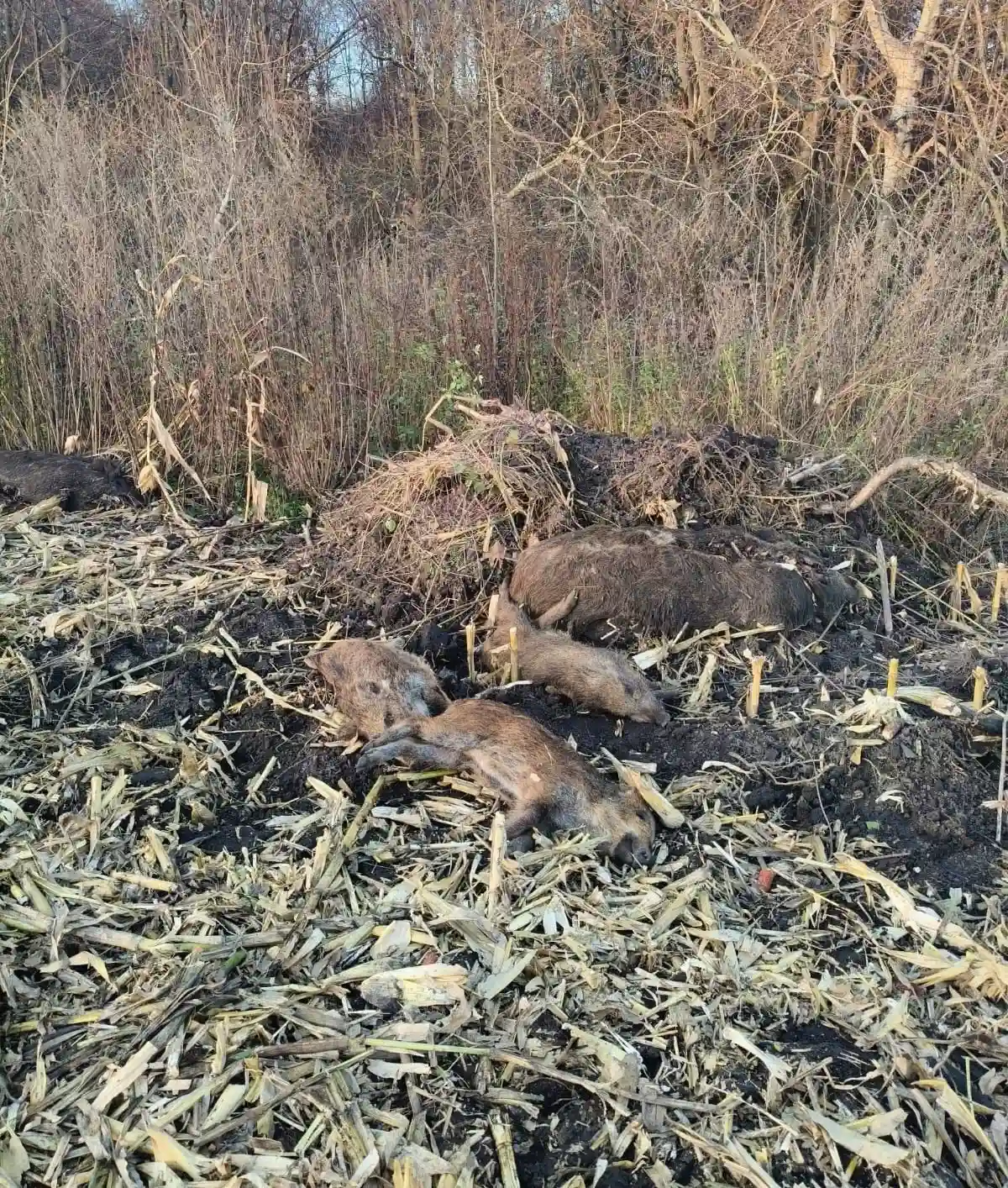 Африканську чуму свиней виявили у Збаразькій громаді: оголошено неблагополучний пункт