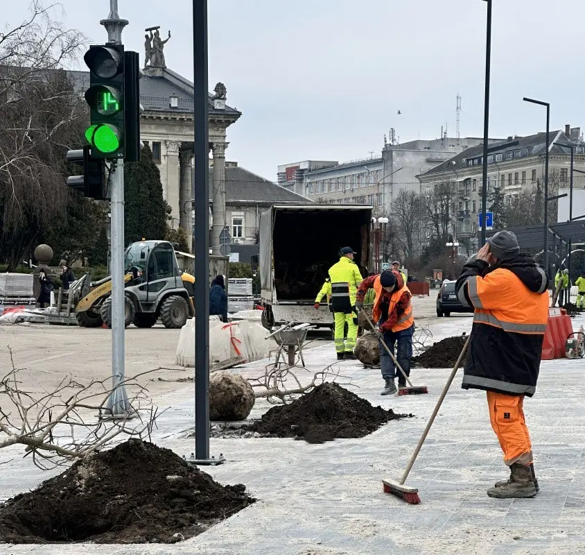 На Грушевського висадили 28 катальп На Грушевського висадили 28 катальп