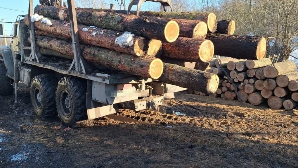 Масштабна порубка у «Медоборах»: посадовців заповідника підозрюють у багатомільйонних збитках