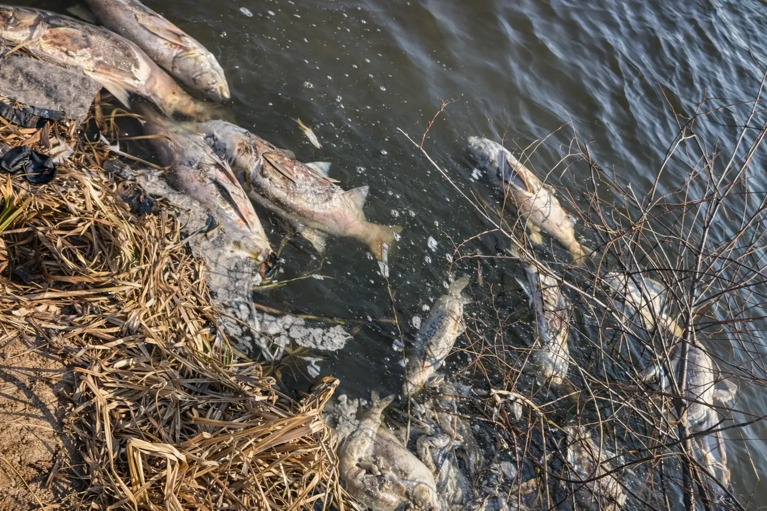 Екологічна НП на Тернопільщині: у двох водоймах масово вимерла риба