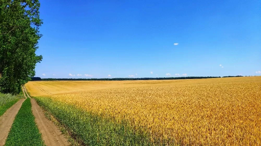 Земля на Тернопільщині увійшла до переліку найдорожчих активів України